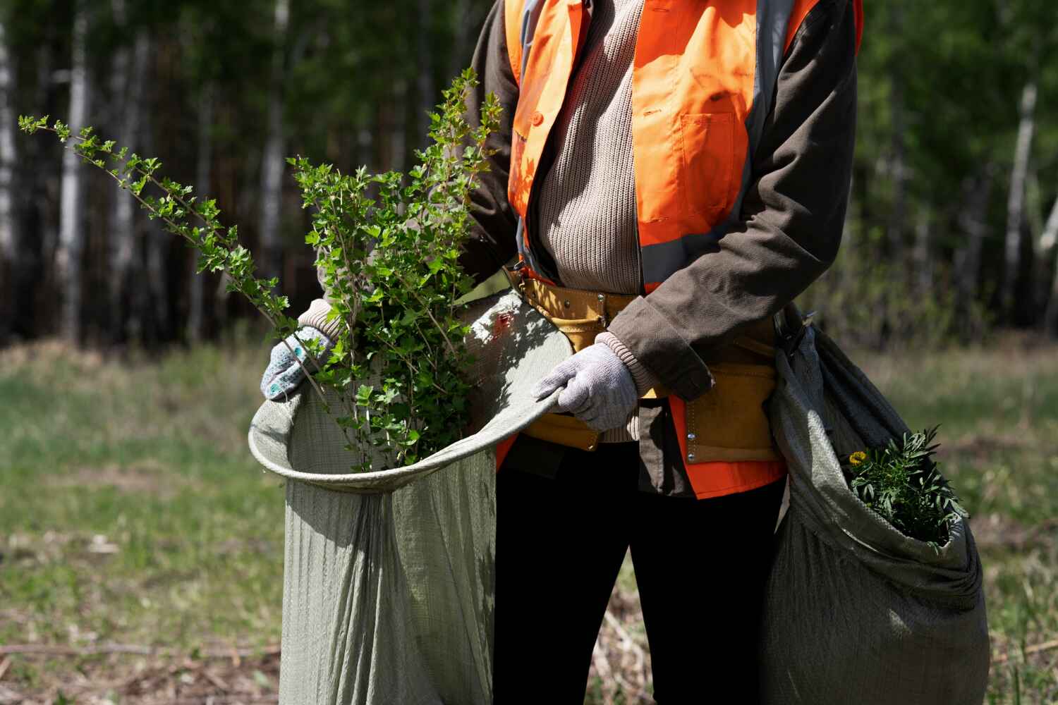 Webster, TX Tree Service Company